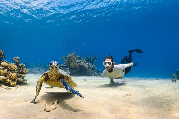 Quels sont les meilleurs spots pour la plongée avec les tortues marines aux Seychelles?
