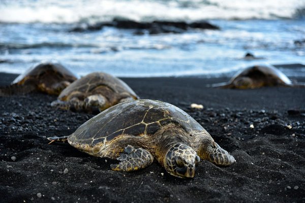 Quels sont les meilleurs spots pour observer les tortues marines aux Seychelles?